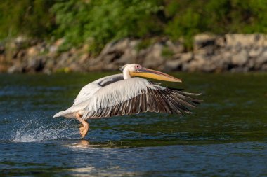 Danube Delta, Romanya. Su üzerinde uçan büyük beyaz pelikan