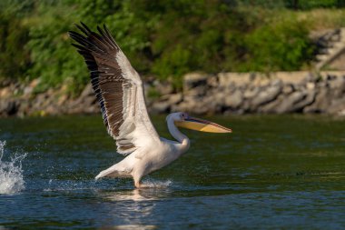 Danube Delta, Romanya. Su üzerinde uçan büyük beyaz pelikan