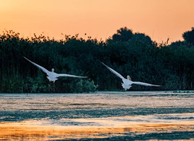 Pelikan alarak gündoğumu Danube Delta, Romanya