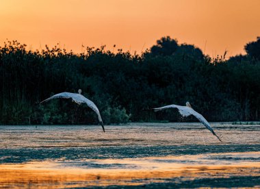 Pelikan alarak gündoğumu Danube Delta, Romanya