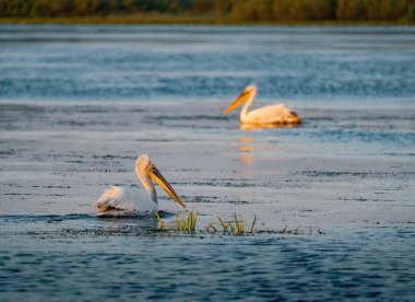Tuna Deltası Romanya gündoğumu, pelikan