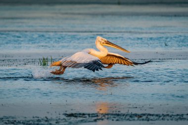 Tuna Deltası içinde kuş gözlem. Büyük beyaz günbatımında uçan Pelikan (Pelecanidae)