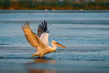 Tuna Deltası Romanya'da güneş doğarken uçan Pelikan