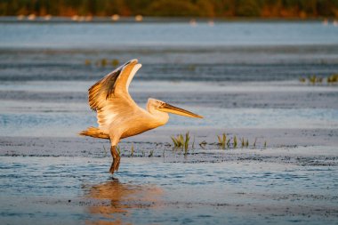 Pelikan Danube Delta, Romanya'da bir göl üzerinde açılış