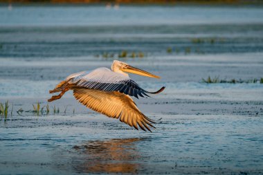 Gün batımında Danube Delta, Romanya'da bir göl üzerinde uçan Pelikan