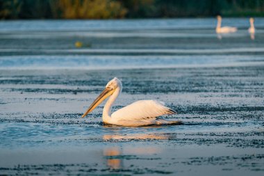 Pelikan Danube Delta, Romanya gündoğumu