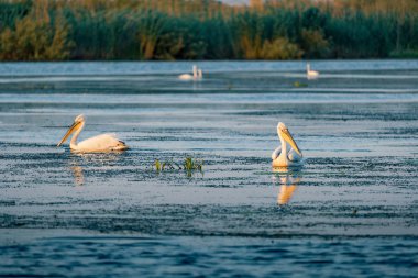 Tuna Deltası Romanya gündoğumu, pelikan
