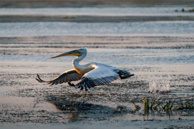 Tuna Deltası, Romanya bir yaz sabahı büyük beyaz pelikan çıkar