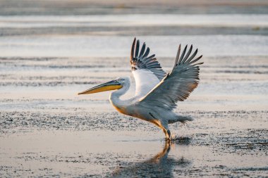 Tuna Deltası, Romanya bir yaz sabahı büyük beyaz pelikan çıkar