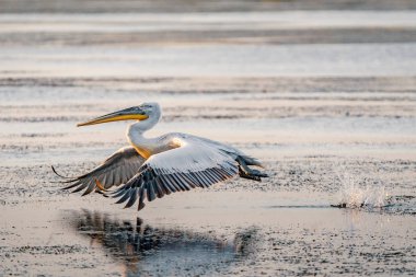 Tuna Deltası, Romanya bir yaz sabahı büyük beyaz pelikan çıkar
