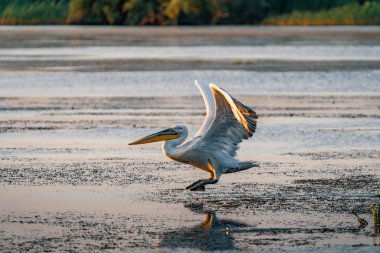 Tuna Deltası, Romanya bir yaz sabahı büyük beyaz pelikan çıkar