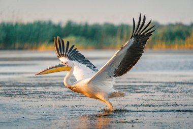 Büyük beyaz pelikan, bir sıçrama ile gündoğumu Tuna Deltası'nda atın