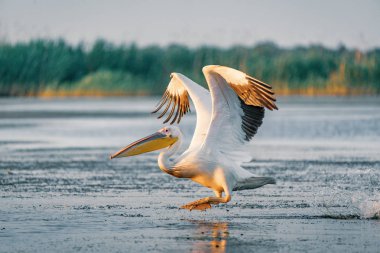 Büyük beyaz pelikan, bir sıçrama ile gündoğumu Tuna Deltası'nda atın