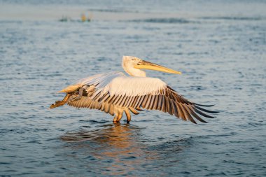 Tepeli pelikan (Pelecanus crispus) Tuna Deltası'nda gündoğumu