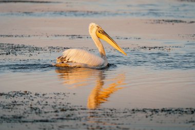 Tepeli pelikan (Pelecanus crispus) Tuna Deltası'nda gündoğumu
