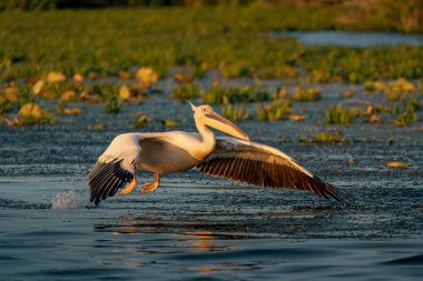 Büyük beyaz pelikan gündoğumu Danube Delta, Romanya