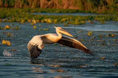 Büyük beyaz pelikan gündoğumu Danube Delta, Romanya