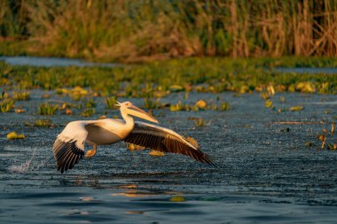 Büyük beyaz pelikan gündoğumu Danube Delta, Romanya