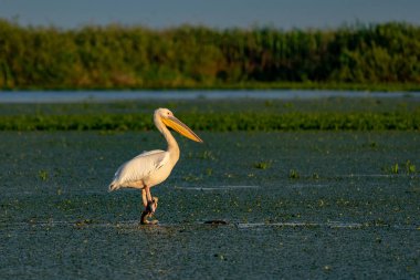 Tuna Deltası içinde büyük beyaz pelikan