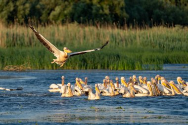Pelikan koloni büyük beyaz pelikan ve Tuna Deltası'nda tepeli pelikan (Pelecanus crispus)