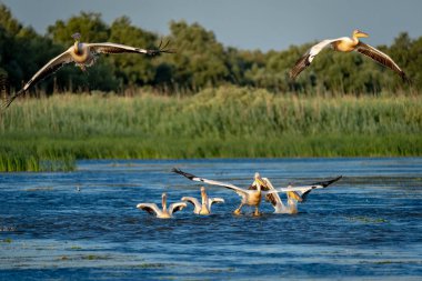 Pelikan kapalı ve uçuş gündoğumu Romanya Tuna Deltası'nda atın