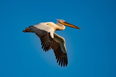 Büyük beyaz Danube Delta, Romanya'da uçan Pelikan (Pelecanidae)