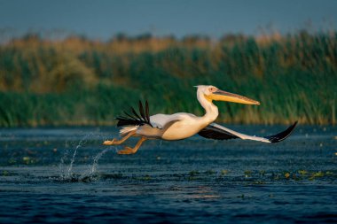 Tuna Deltası, Romanya su sıçramasına kapalı büyük beyaz pelikan (Pelecanidae) almak
