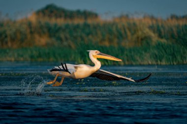 Büyük beyaz Danube Delta, Romanya'da uçan Pelikan (Pelecanidae)