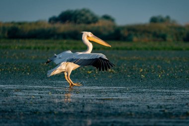 Büyük beyaz Danube Delta, Romanya'da uçan Pelikan (Pelecanidae)