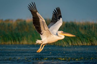 Büyük beyaz Danube Delta, Romanya'da uçan Pelikan (Pelecanidae)