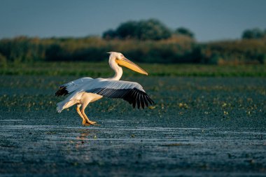 Büyük beyaz Danube Delta, Romanya'da uçan Pelikan (Pelecanidae)