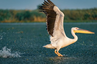 Tuna Deltası, Romanya su sıçramasına kapalı büyük beyaz pelikan (Pelecanidae) almak