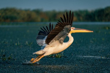 Tuna Deltası içinde kuş gözlem. Büyük beyaz günbatımında uçan Pelikan (Pelecanidae)