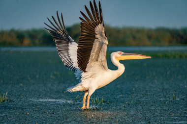 Tuna Deltası içinde kuş gözlem. Büyük beyaz günbatımında uçan Pelikan (Pelecanidae)