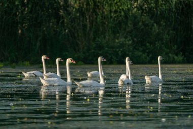 Kuğu koloni Danube Delta, Romanya