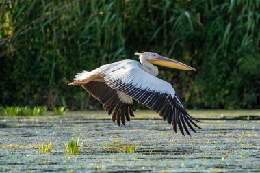 Büyük beyaz Danube Delta, Romanya'da uçan Pelikan (Pelecanidae)