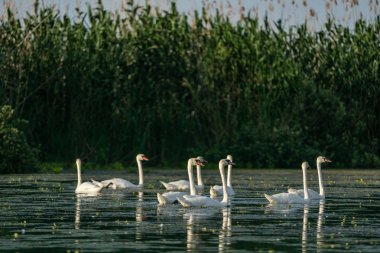 Kuğu koloni Danube Delta, Romanya