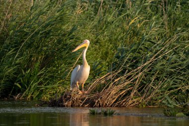 Danube Delta, Romanya'da büyük beyaz pelikan (Pelecanidae)