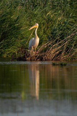 Danube Delta, Romanya'da büyük beyaz pelikan (Pelecanidae)