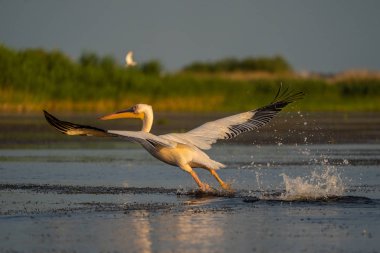 Bir su sıçrama, Tuna Deltası'nda ortak bir nişan ile Pelikan çıkar