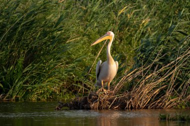 Danube Delta, Romanya'da büyük beyaz pelikan (Pelecanidae)
