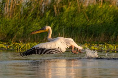 Danube Delta, Romanya'da büyük beyaz pelikan (Pelecanidae) ortak bir nişan