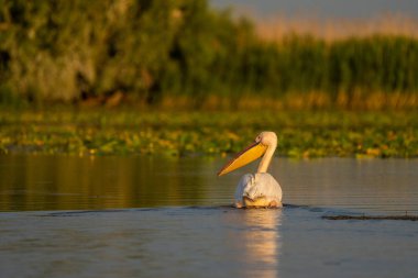Danube Delta, Romanya'da büyük beyaz pelikan (Pelecanidae) ortak bir nişan