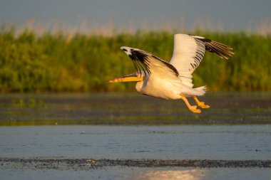 Tuna Deltası'nda ortak bir nişan su üzerinde uçan Pelikan