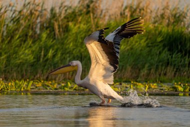 Danube Delta, Romanya'da büyük beyaz pelikan (Pelecanidae) ortak bir nişan