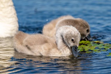 Tuna Deltası'nda sessiz kuğu Cygnets portre. Kuğu gençler, bebekler