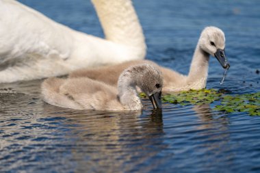 Tuna Deltası'nda sessiz kuğu Cygnets portre. Kuğu gençler, bebekler