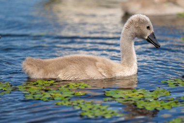 Tuna Deltası Sessiz Kuğu Cygnet