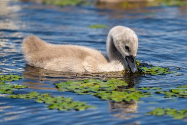 Tuna Deltası'nda sessiz kuğu genç