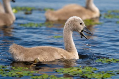 Tuna Deltası'nda sessiz kuğu bebek